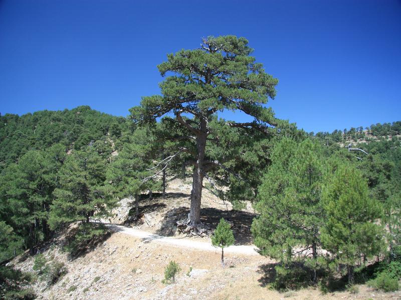 Apartamentos Rurales Campillo Arroyo Frio Εξωτερικό φωτογραφία
