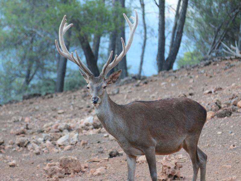 Apartamentos Rurales Campillo Arroyo Frio Εξωτερικό φωτογραφία
